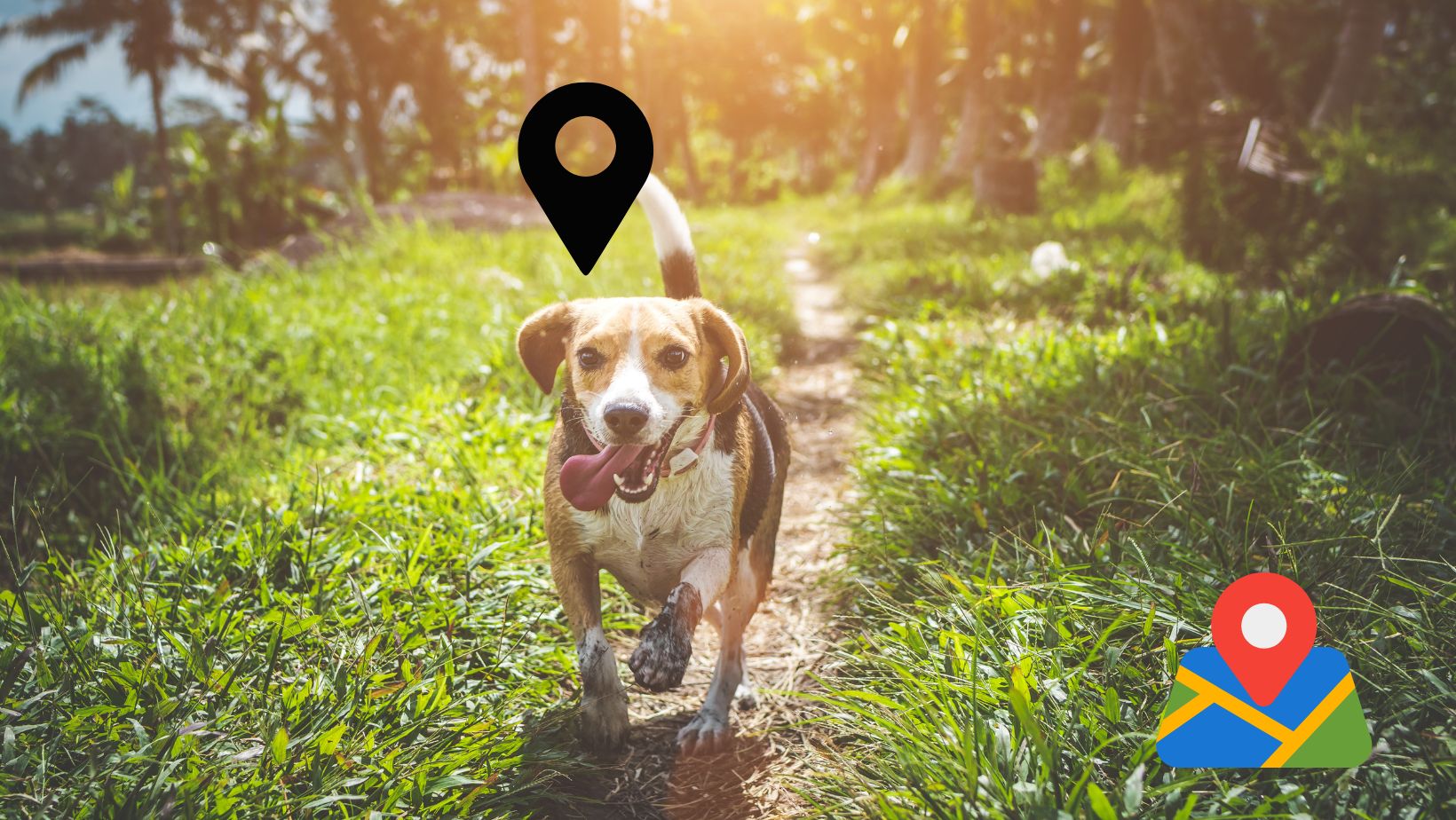 Exploring Dog GPS Trackers: Subscription-Based Vs. Aorkuler Subscription Free GPS Tracker