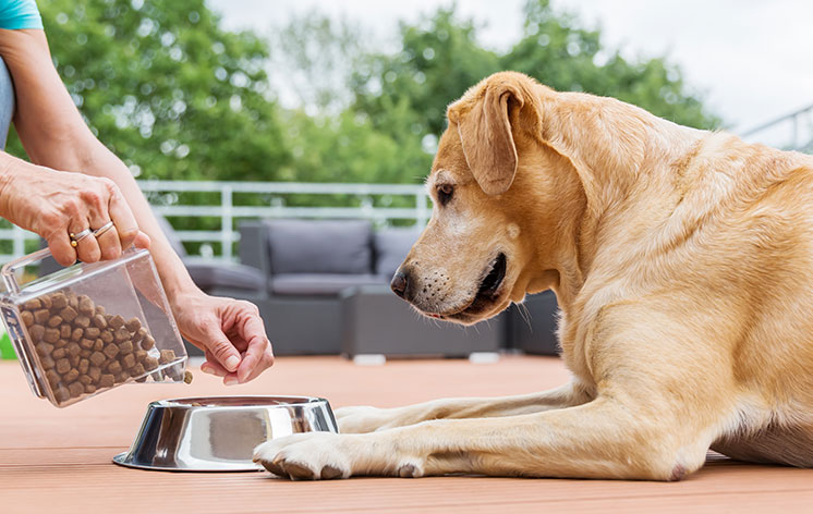 What Is A Pet Feeder And What Are Its Benefits