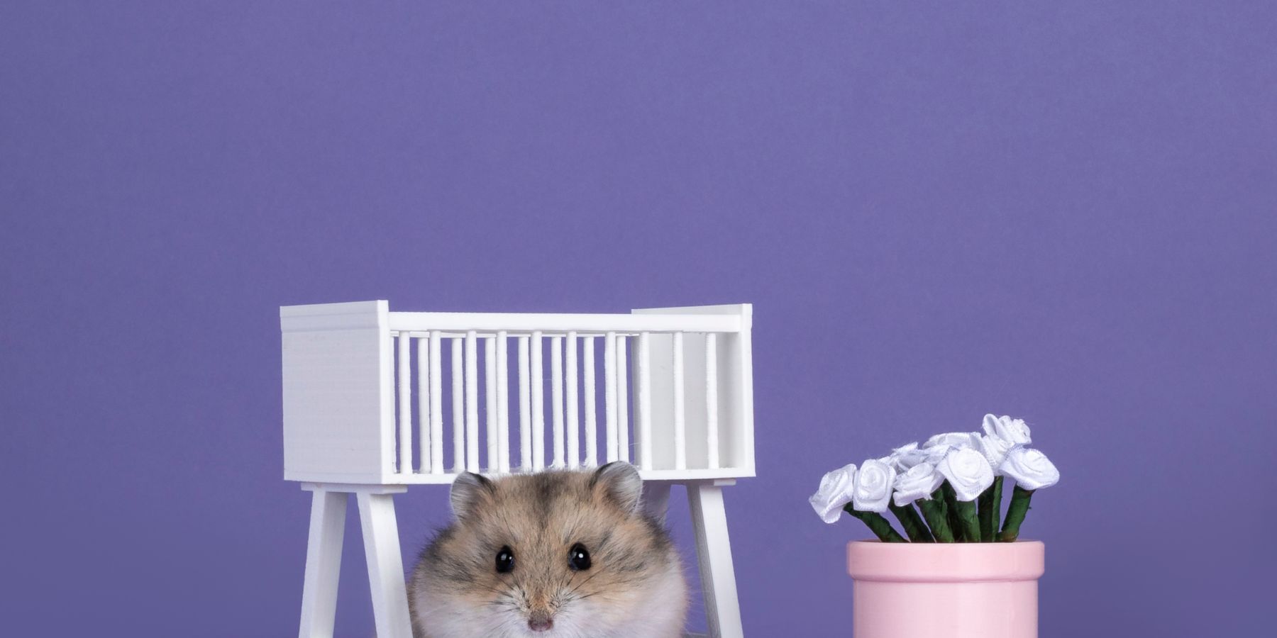 Ideal Hamster Cage Set-Up: What Do Hamsters Need?